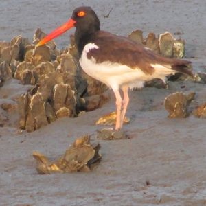 Meet your Posher, Posh